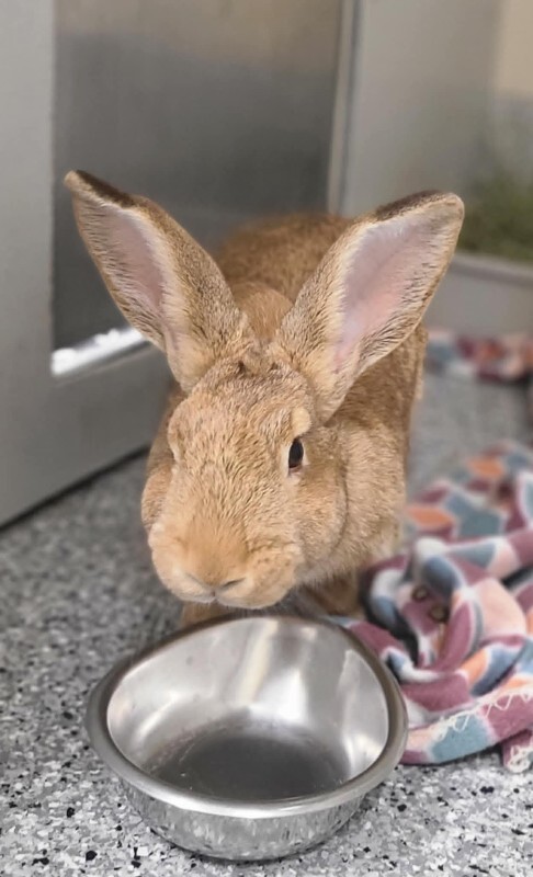 Picture of the Animal Listed